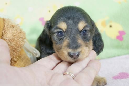 成約済の兵庫県のミニチュアダックスフンド(ロングヘアード)-59575の3枚目