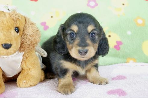 成約済の兵庫県のミニチュアダックスフンド(ロングヘアード)-59575の2枚目