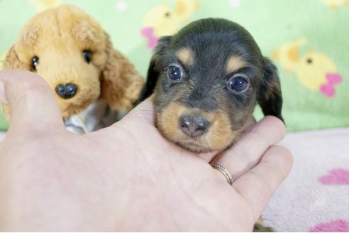 成約済の兵庫県のミニチュアダックスフンド(ロングヘアード)-59578の4枚目