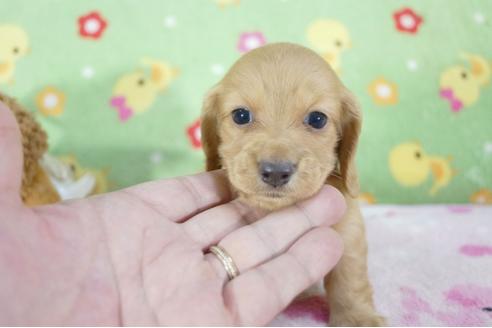 成約済の兵庫県のミニチュアダックスフンド(ロングヘアード)-59579の4枚目