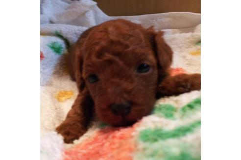 成約済の愛知県のトイプードル-59581の18枚目