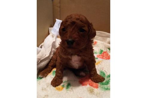 成約済の愛知県のトイプードル-59582の17枚目