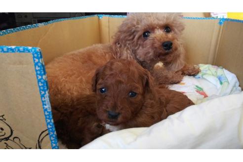 成約済の愛知県のトイプードル-59582の14枚目