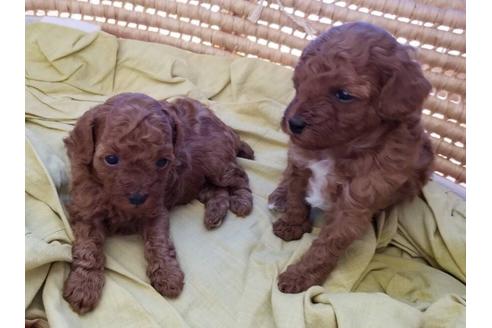 成約済の愛知県のトイプードル-59582の13枚目