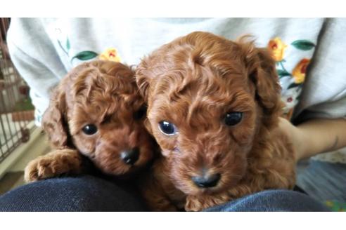 成約済の愛知県のトイプードル-59582の12枚目