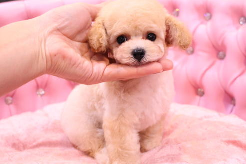 成約済の茨城県のトイプードル-59147の10枚目