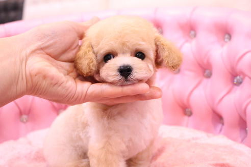 成約済の茨城県のトイプードル-59147の11枚目