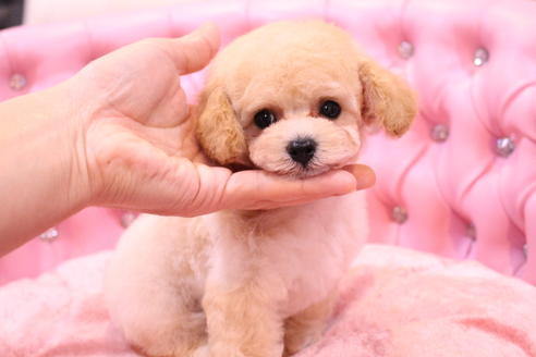 成約済の茨城県のトイプードル-59147の9枚目