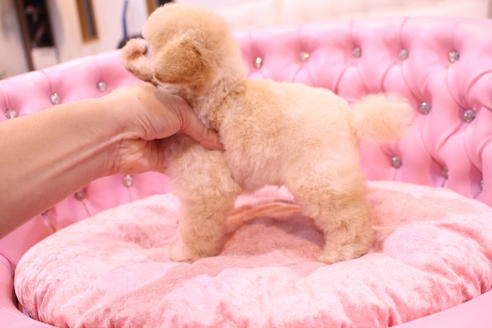 成約済の茨城県のトイプードル-59147の7枚目