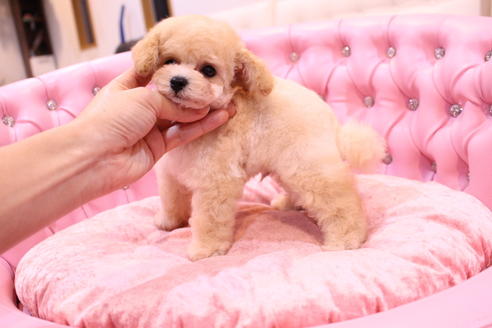 成約済の茨城県のトイプードル-59147の5枚目