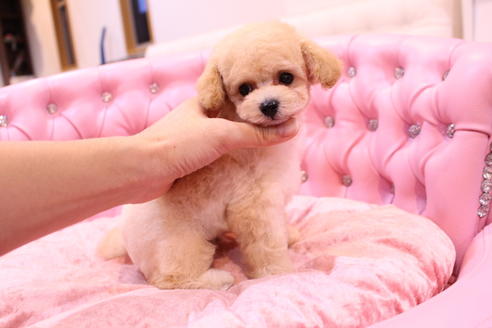 成約済の茨城県のトイプードル-59147の4枚目