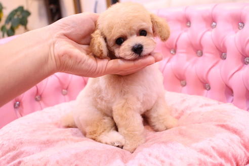 成約済の茨城県のトイプードル-59147の3枚目