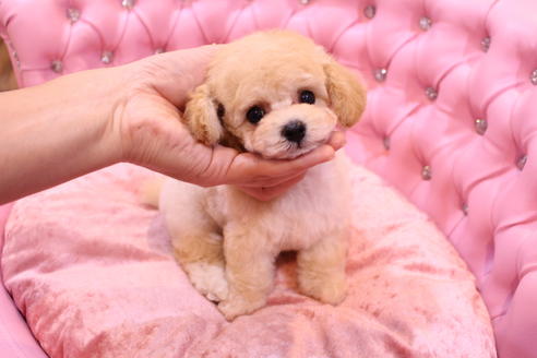 成約済の茨城県のトイプードル-59147