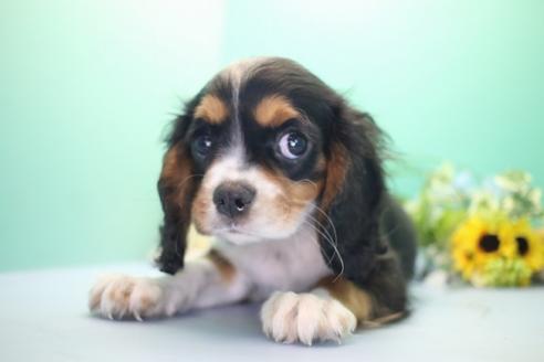 成約済の愛知県のキャバリアキングチャールズスパニエル-57800の3枚目