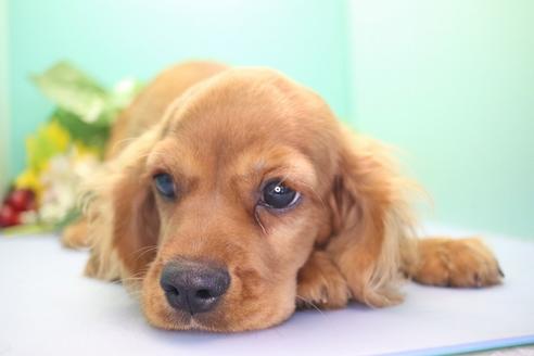 成約済の愛知県のキャバリアキングチャールズスパニエル-53776の1枚目