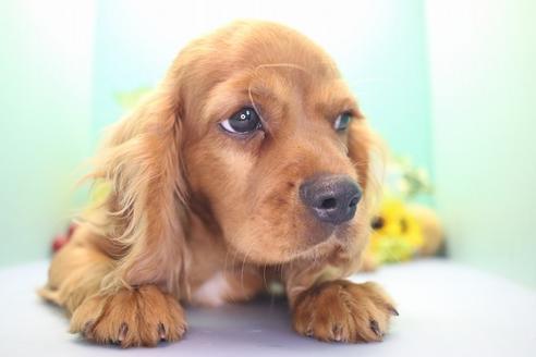 成約済の愛知県のキャバリアキングチャールズスパニエル-53776の5枚目