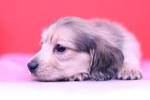 成約済の愛知県のカニンヘンダックスフンド(ロングヘアード)-59625の3枚目