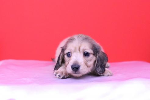 成約済の愛知県のカニンヘンダックスフンド(ロングヘアード)-59625の2枚目