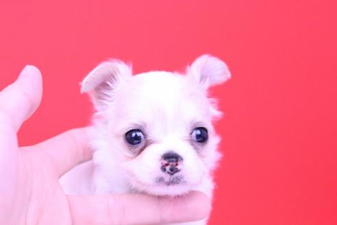 成約済の愛知県のチワワ(ロングコート)-58382の6枚目