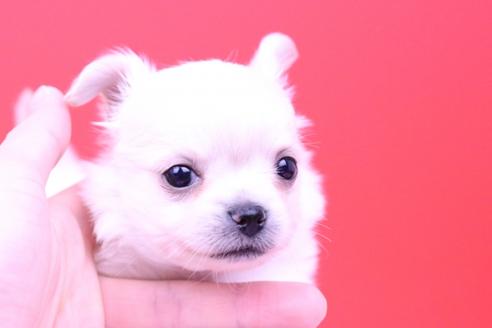 成約済の愛知県のチワワ(ロングコート)-58383の8枚目