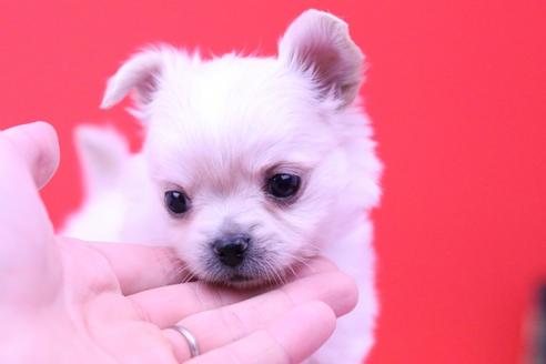 成約済の愛知県のチワワ(ロングコート)-58383の5枚目