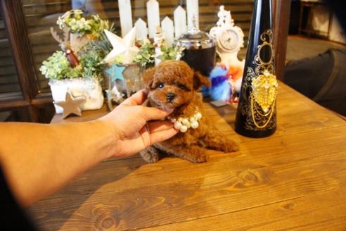 成約済の埼玉県のトイプードル-58957の1枚目