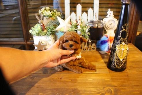 成約済の埼玉県のトイプードル-58957の10枚目