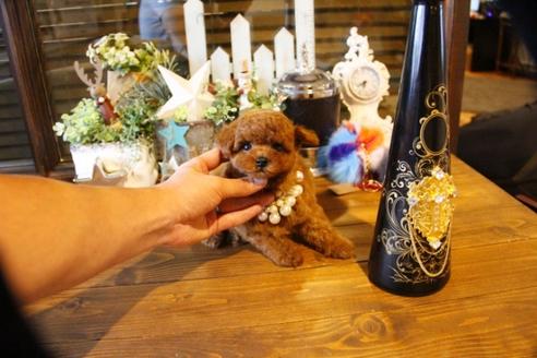 成約済の埼玉県のトイプードル-58957の8枚目