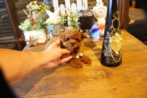 成約済の埼玉県のトイプードル-58957の7枚目