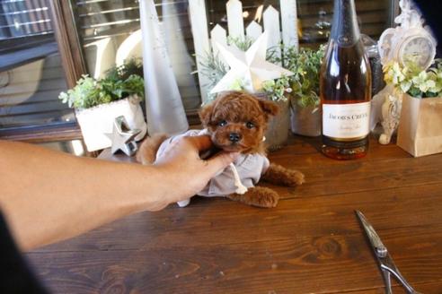 成約済の埼玉県のトイプードル-58957の6枚目