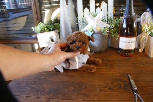 成約済の埼玉県のトイプードル-58957の5枚目