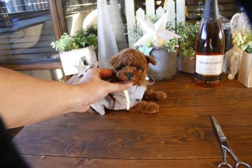 成約済の埼玉県のトイプードル-58957の4枚目