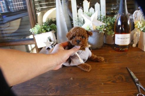 成約済の埼玉県のトイプードル-58957の3枚目