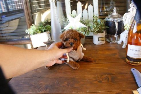 成約済の埼玉県のトイプードル-58957の2枚目