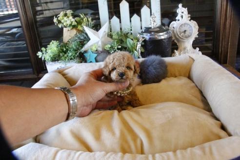 成約済の埼玉県のトイプードル-59029の6枚目