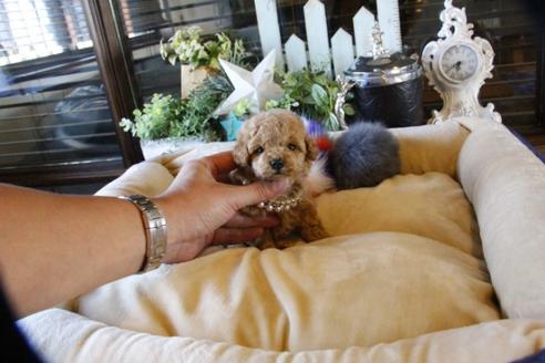 成約済の埼玉県のトイプードル-59029の5枚目