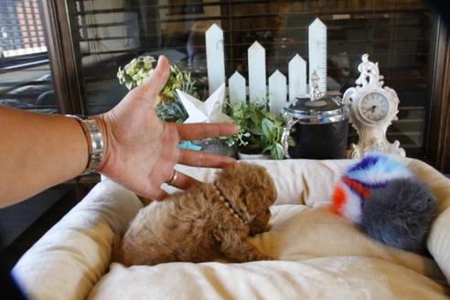 成約済の埼玉県のトイプードル-59029の3枚目