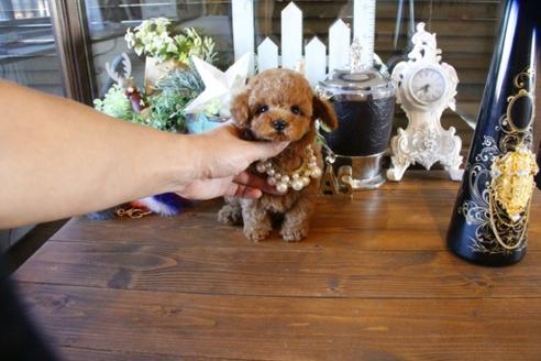 成約済の埼玉県のトイプードル-59647