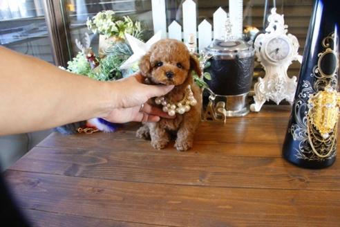 成約済の埼玉県のトイプードル-59647の5枚目