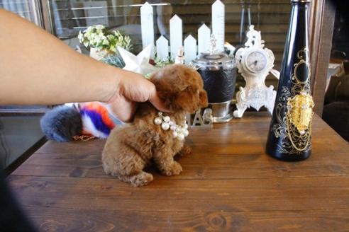 成約済の埼玉県のトイプードル-59647の4枚目