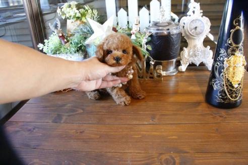 成約済の埼玉県のトイプードル-59647の3枚目