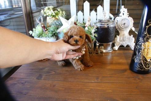 成約済の埼玉県のトイプードル-59647の2枚目