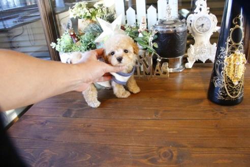 成約済の埼玉県のトイプードル-59648