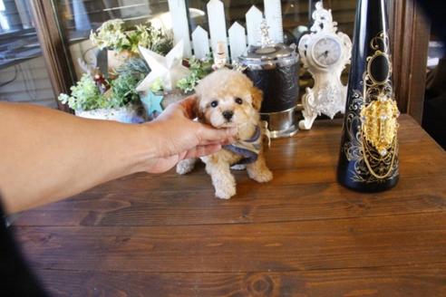 成約済の埼玉県のトイプードル-59648の5枚目