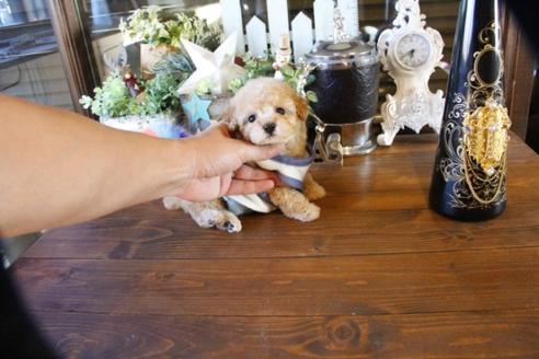 成約済の埼玉県のトイプードル-59648の4枚目