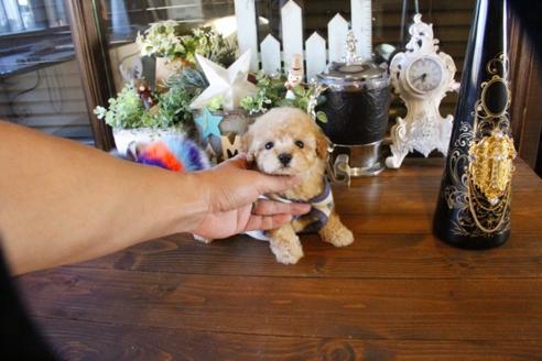 成約済の埼玉県のトイプードル-59648の2枚目