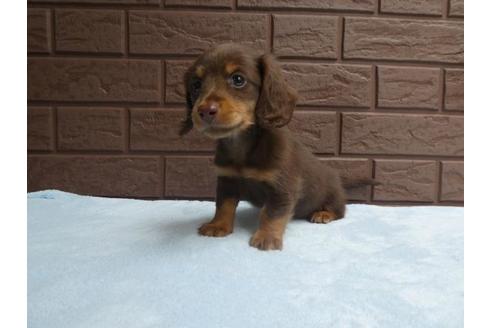 成約済の埼玉県のミニチュアダックスフンド(ロングヘアード)-59645の1枚目