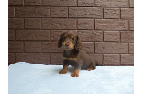 成約済の埼玉県のミニチュアダックスフンド(ロングヘアード)-59645の3枚目