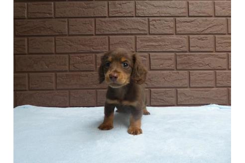 成約済の埼玉県のミニチュアダックスフンド(ロングヘアード)-59645の2枚目