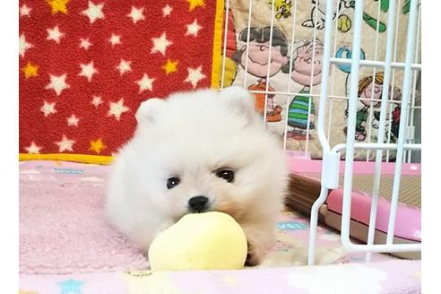 成約済の秋田県のポメラニアン-59704の1枚目